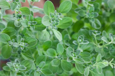 Skin Problems  : Origanum Majorana(davana) Paste for skin infection