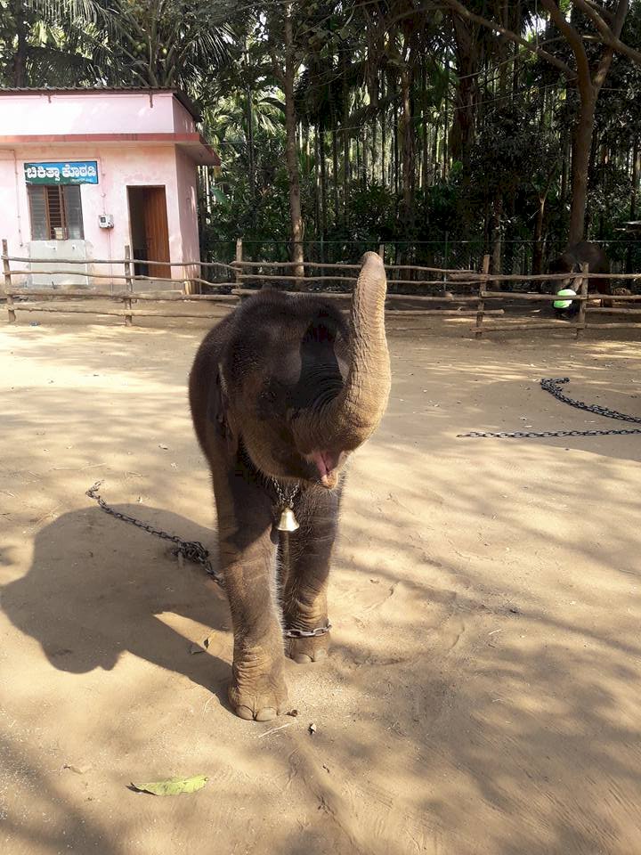 How nice to see the Sakrebyle elephant camp!